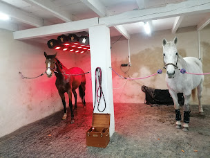 Photo n°3 de Thera Animalis Centre de soins Convalescence Balnéothérapie chevaux à Entrevennes (Écurie)