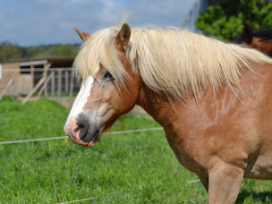 Photo n°2 de EARL BIO COCHON à Mauron (Ferme pédagogique)