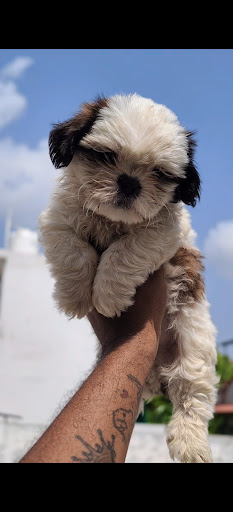 Shitzu male puppy  post image