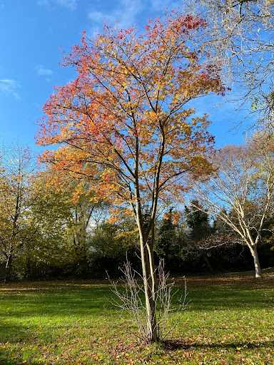 Brandling Park - Thumbnail