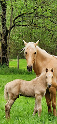 Photo n°11 de Les Chevaux du Guiers à Saint-Bueil (Ferme d'élevage)