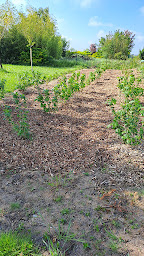 Photo n°15 de Les Jardins de l'Etoile à Vennecy (Maraîcher)