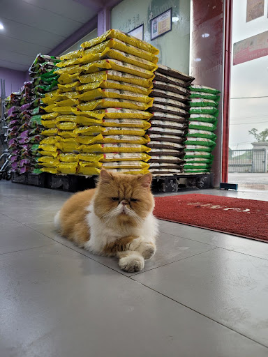 Cats Hometown - Pet Shop, Cat Food & Litter, Cat Grooming @ Persiaran Raja Muda, Klang