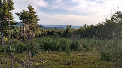 Goshen Blueberry Management Area