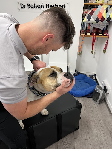 Animal Chiropractic and Rehabilitation South Wales