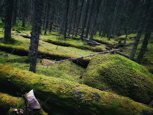 Grönbo - Visual