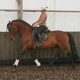 Photo n°10 de LES CRINS DE DERCE à Dercé (Pension pour chevaux)
