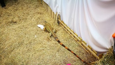 Photos of Pets Kingdom