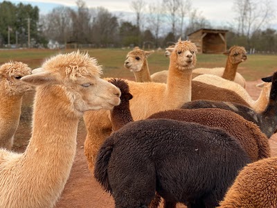 Smith Mountain Lake Farm Alpacas