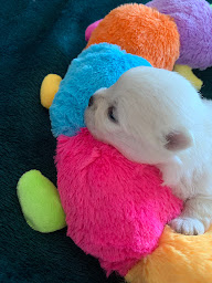 Photo n°9 de Élevage de spitz nain Domaine des Marineros à Poncins (Éleveur de chiens)