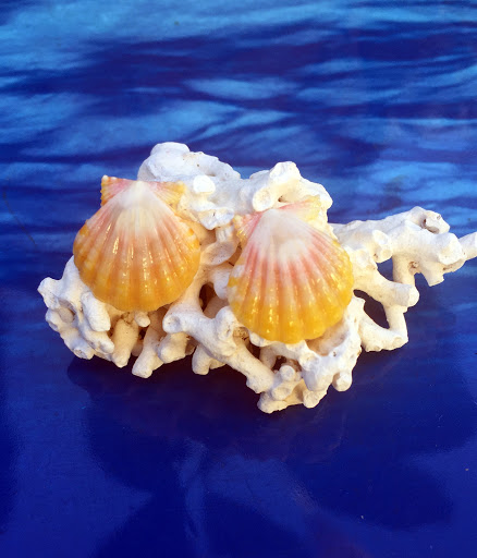 Sunrise Shells Jewelry by MonicaByTheShore Hawaii - Thumbnail