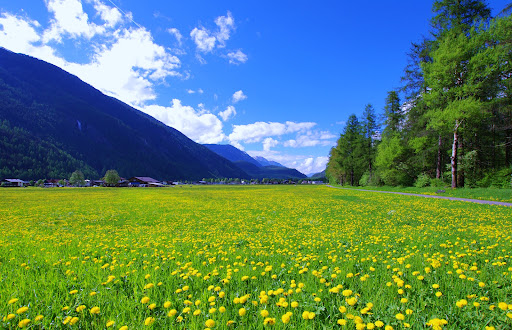Adlerblick - Visual