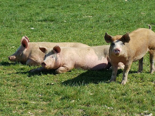 Photo n°1 de chezl'pierre à Maranville (Ferme porcine)