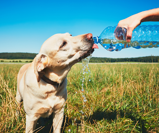Pets R.I.P | Pet Cremations Toowoomba - Thumbnail