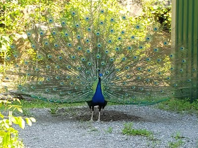 Harmony Park Safari