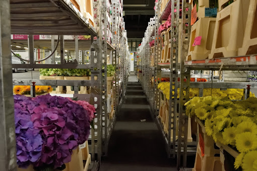Flower Tours Holland - Thumbnail