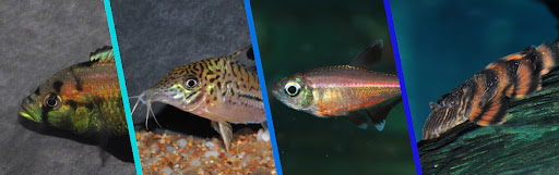 Photo de Estalens Shop