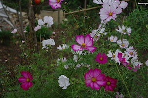 Photo n°33 de Nailloux Lauragais à Nailloux (Terrain pour camping-cars)