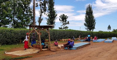 Photos of Kebirigo Tea Factory Co. Limited