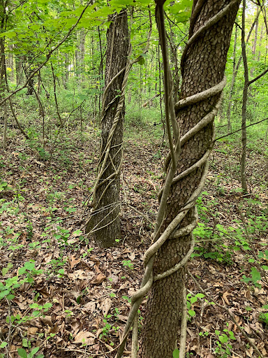 Trails near Black Creek - Thumbnail