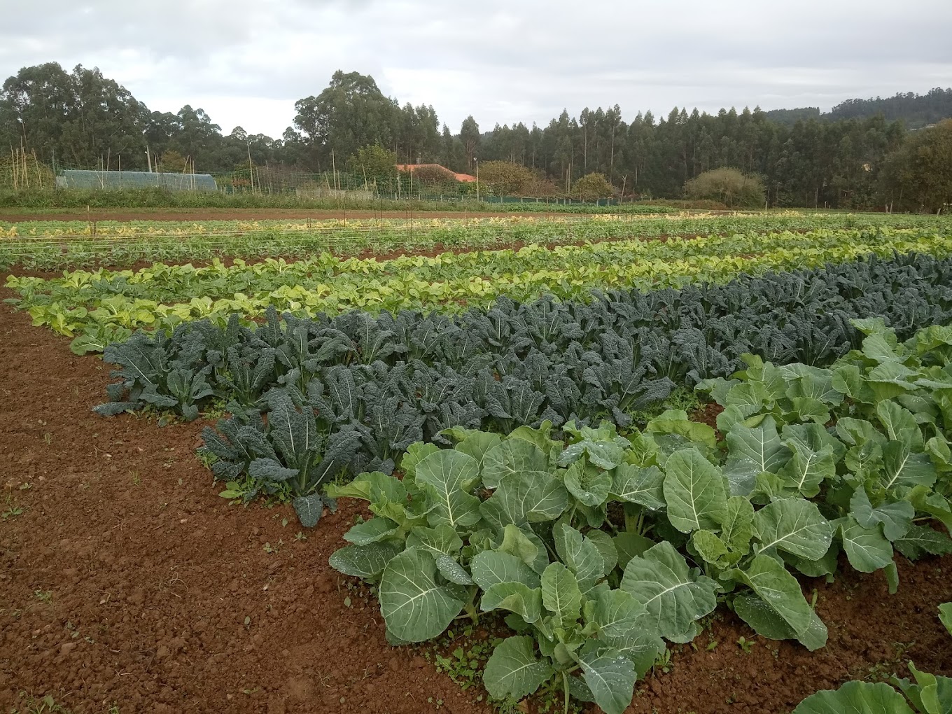 comprar verdura directamente agricultor en campeiro