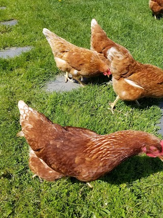 Amber Gold Farm