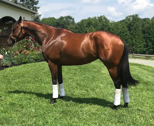 TriplePerformanceEquine.com
