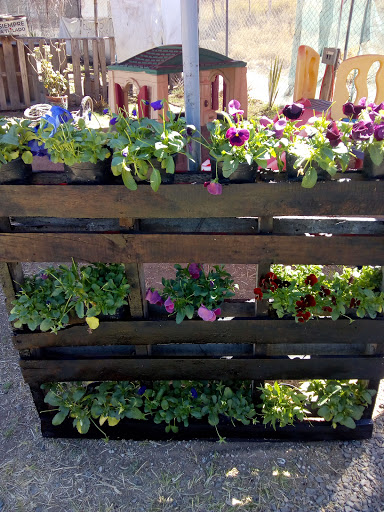 FLOR COMESTIBLE NEXTIPAC