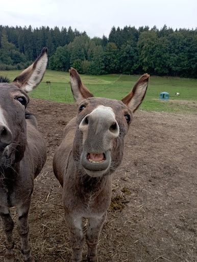 Reit und Ponyhof Großrain - Thumbnail