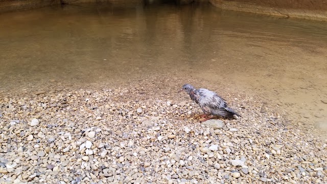 Mujib Nature Reserve