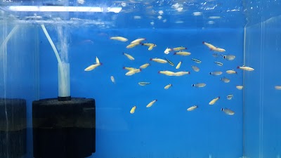 Ribe Aquarium