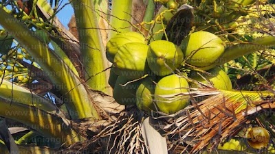 Photos of Fresh fruits and vegetables exporters in sri lanka | Union Global Logistic