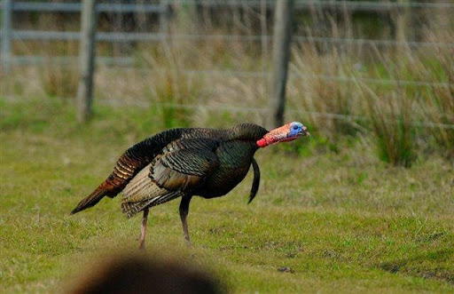Osceola Outdoors Hunting Club - Thumbnail