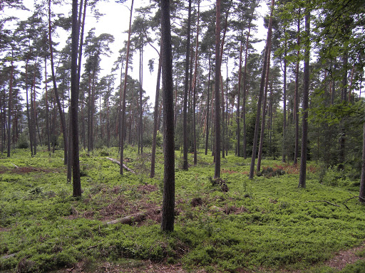 Hohe Hardt - Visual