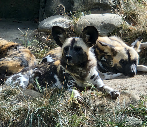 Painted Dog Valley - Thumbnail