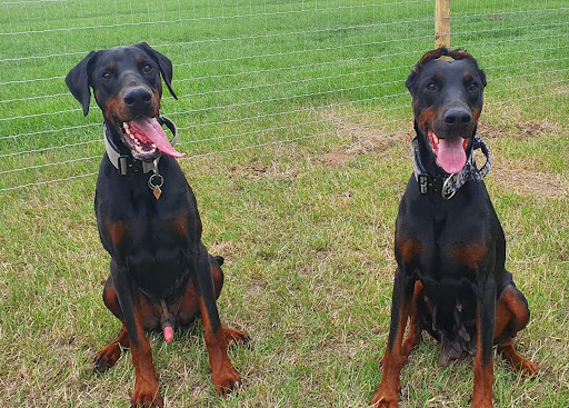 Freedom For Your Dog - Dog Field - Thumbnail