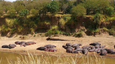 Photos of Lake Bogoria