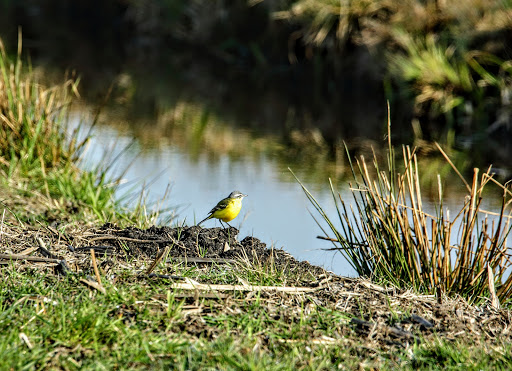 Onnerpolder - Visual
