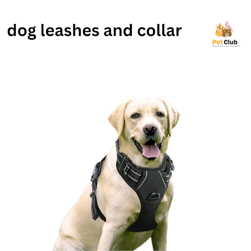 Premium Dog Leashes, Harnesses & Collars – Only at Pet Club Panipat 🐾 post image