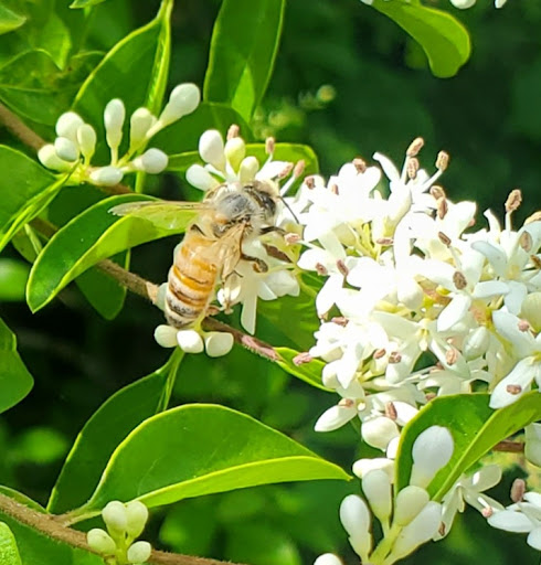 Eclectic Bee Farm - Thumbnail