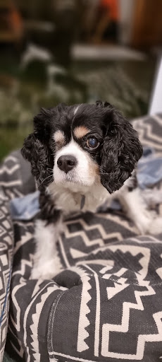 Pet Eye Care - Thumbnail