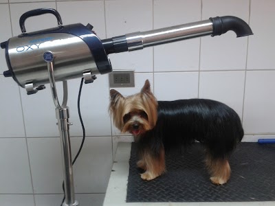 Photos of VETERINARY CLINIC PERRUCAN CHILE