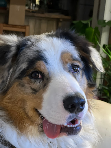 West Caln Veterinary Clinic & Mobile Veterinary Service - Thumbnail