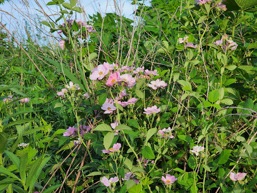 Peace on the Prairie Too - Thumbnail