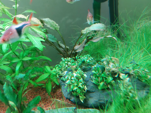 AquaBota