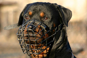 Photo n°1 de VSP SAS à Gonfaron (Service de garde de sécurité)