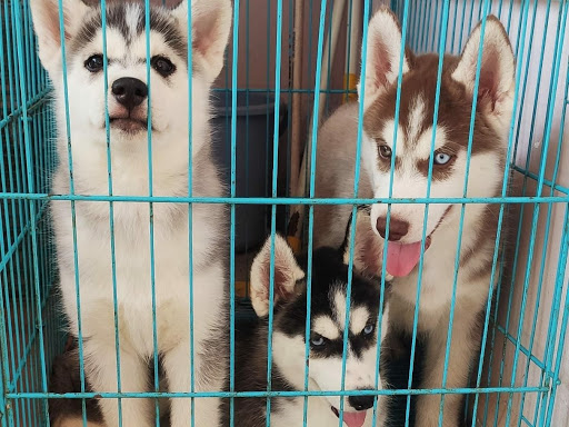 🐺 Husky puppy available post image