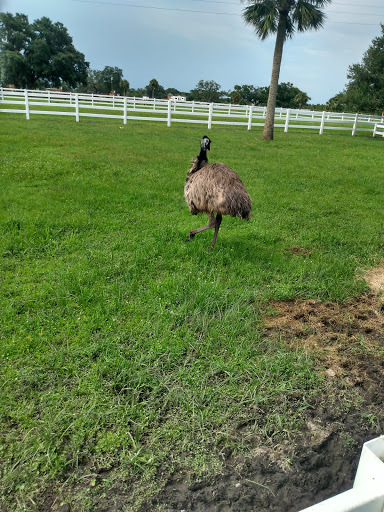 River Ranch Petting Farm Logo