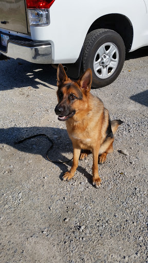 Whited K-9 Services, Inc. Gallery - United States