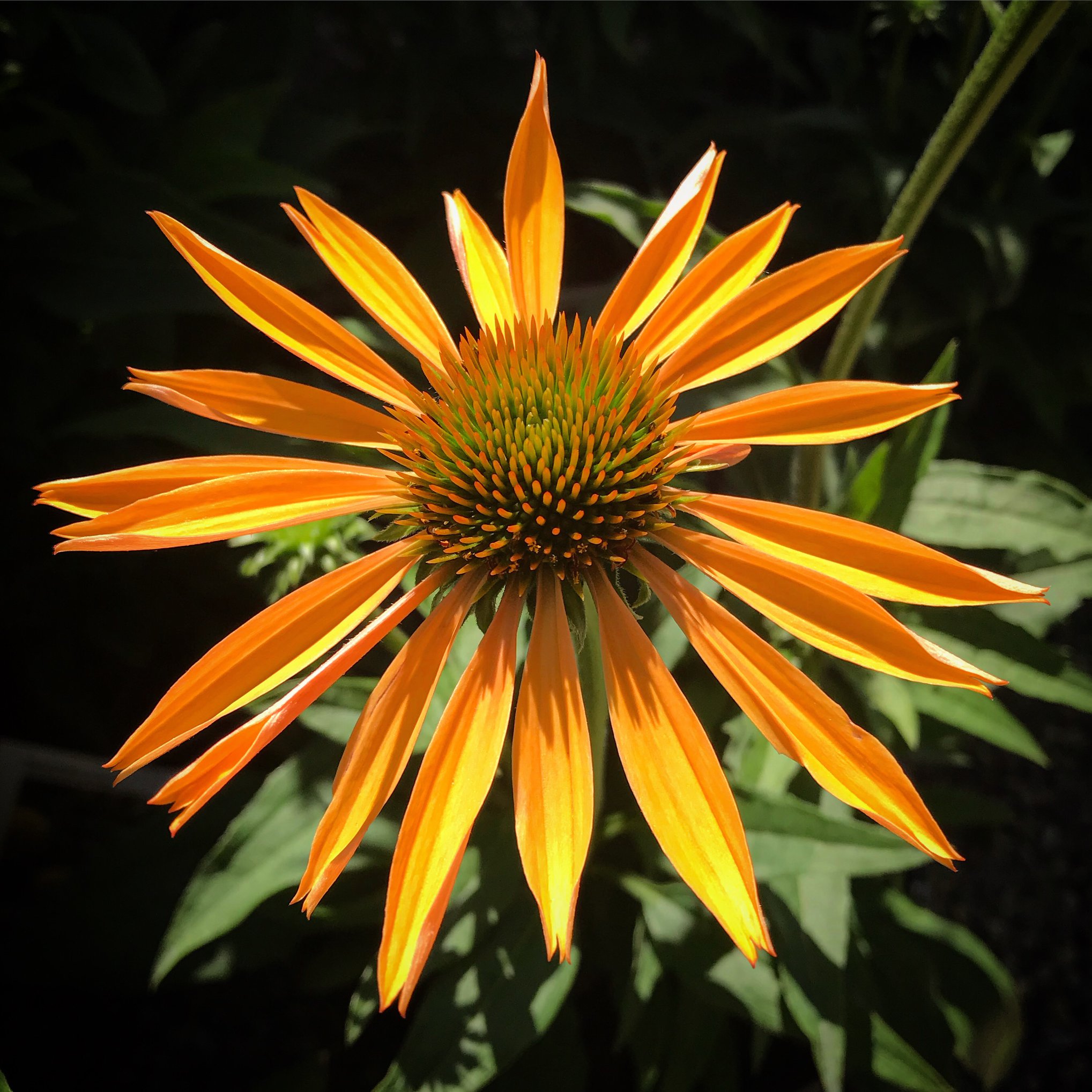 Kent Greenhouse & Gardens